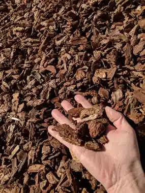 Medium bark in a hand