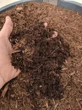 Red fir mulch held in a hand over the Soracco bin